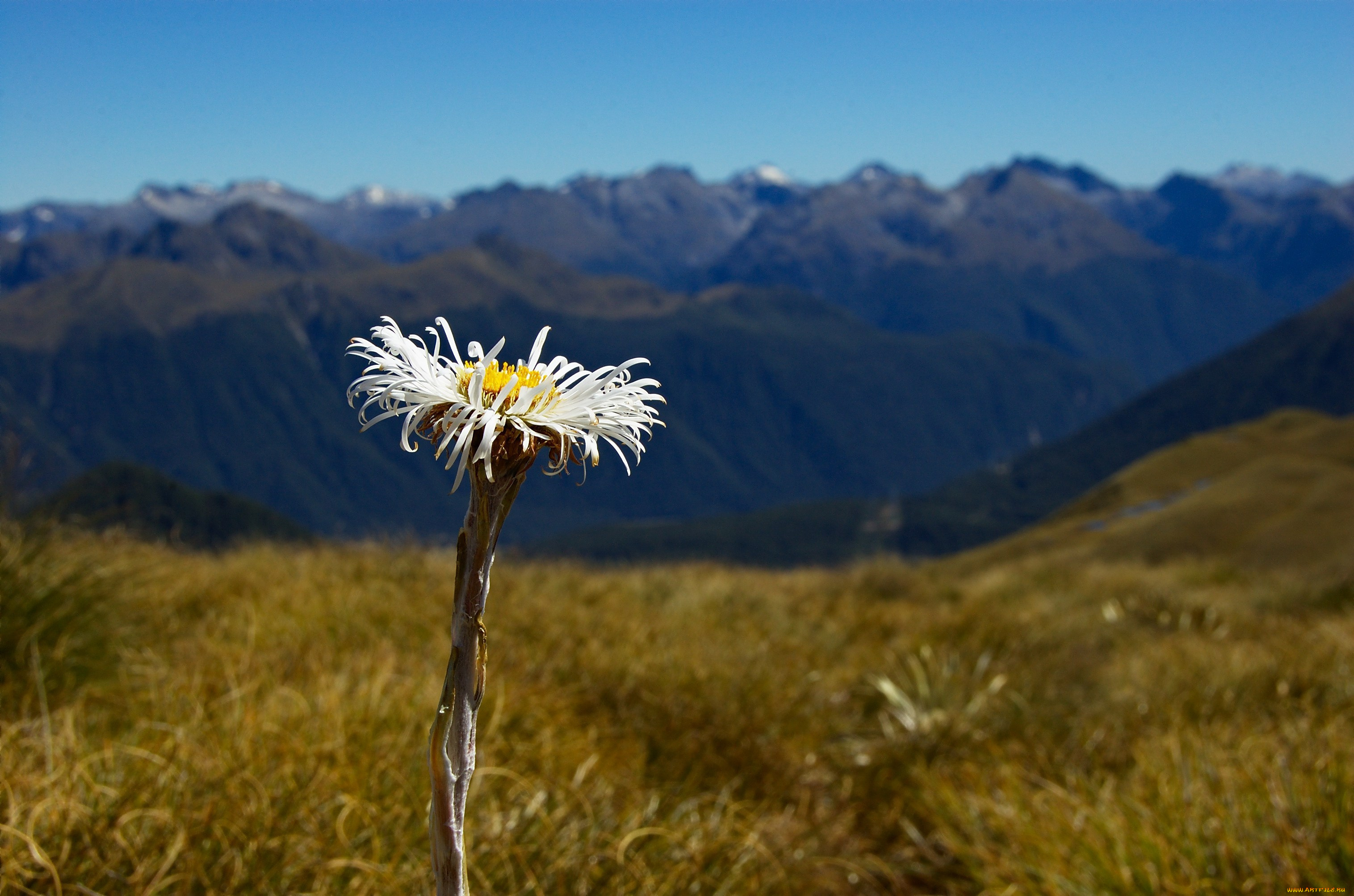 цветы, луговые, полевые, fiordland