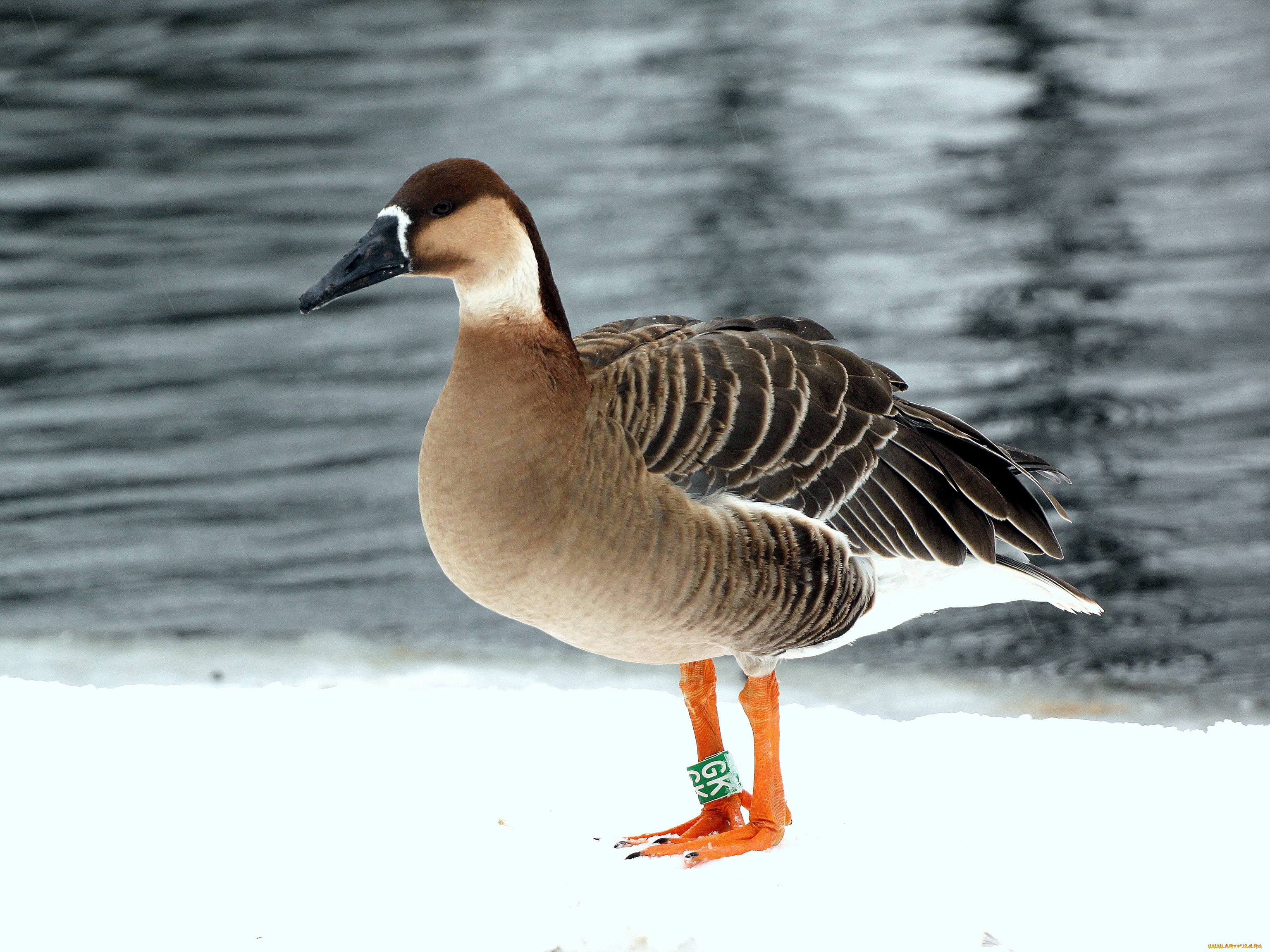 животные, гуси, утка, вода