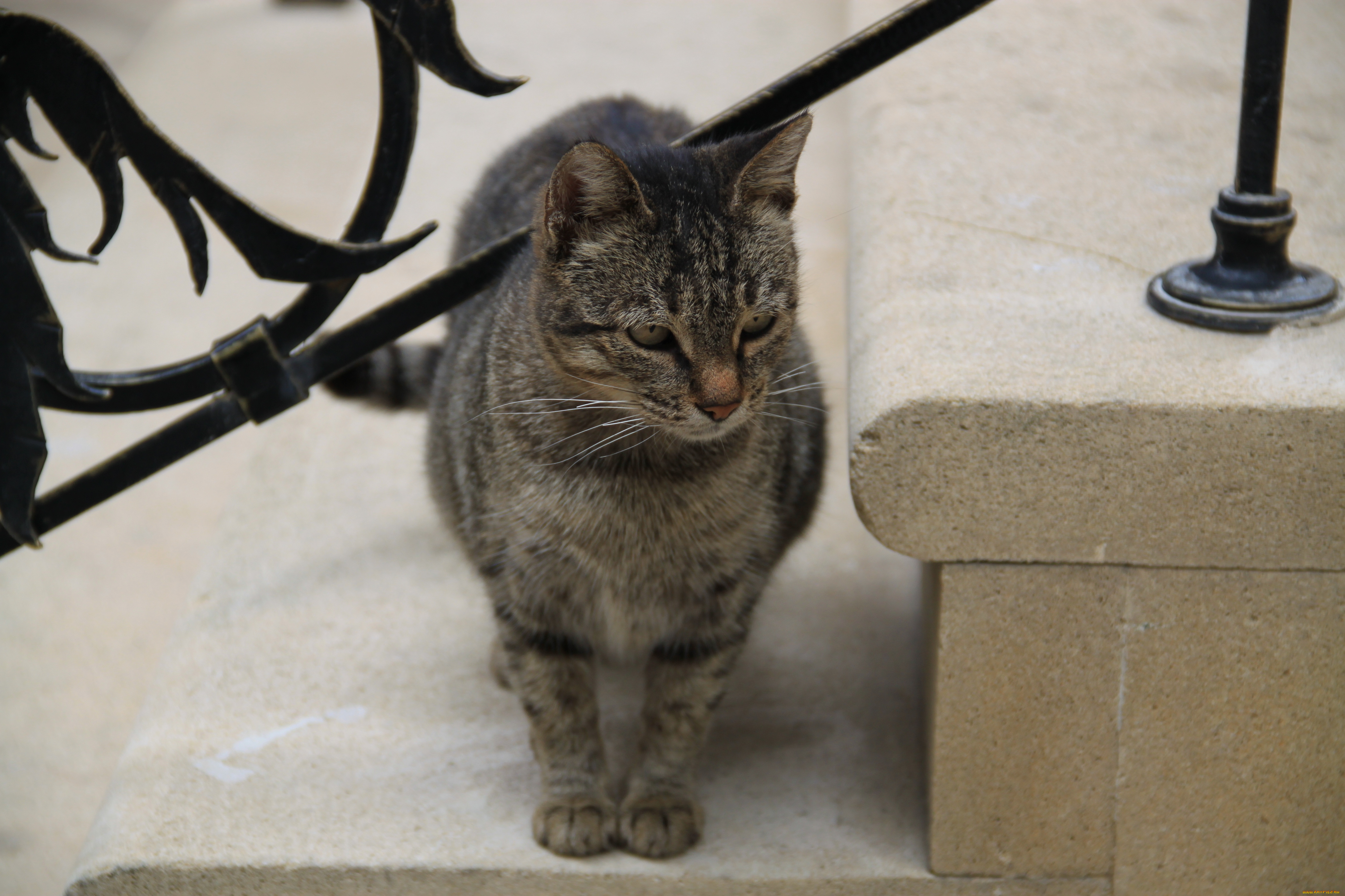 животные, коты, кот, кошка, ступенька