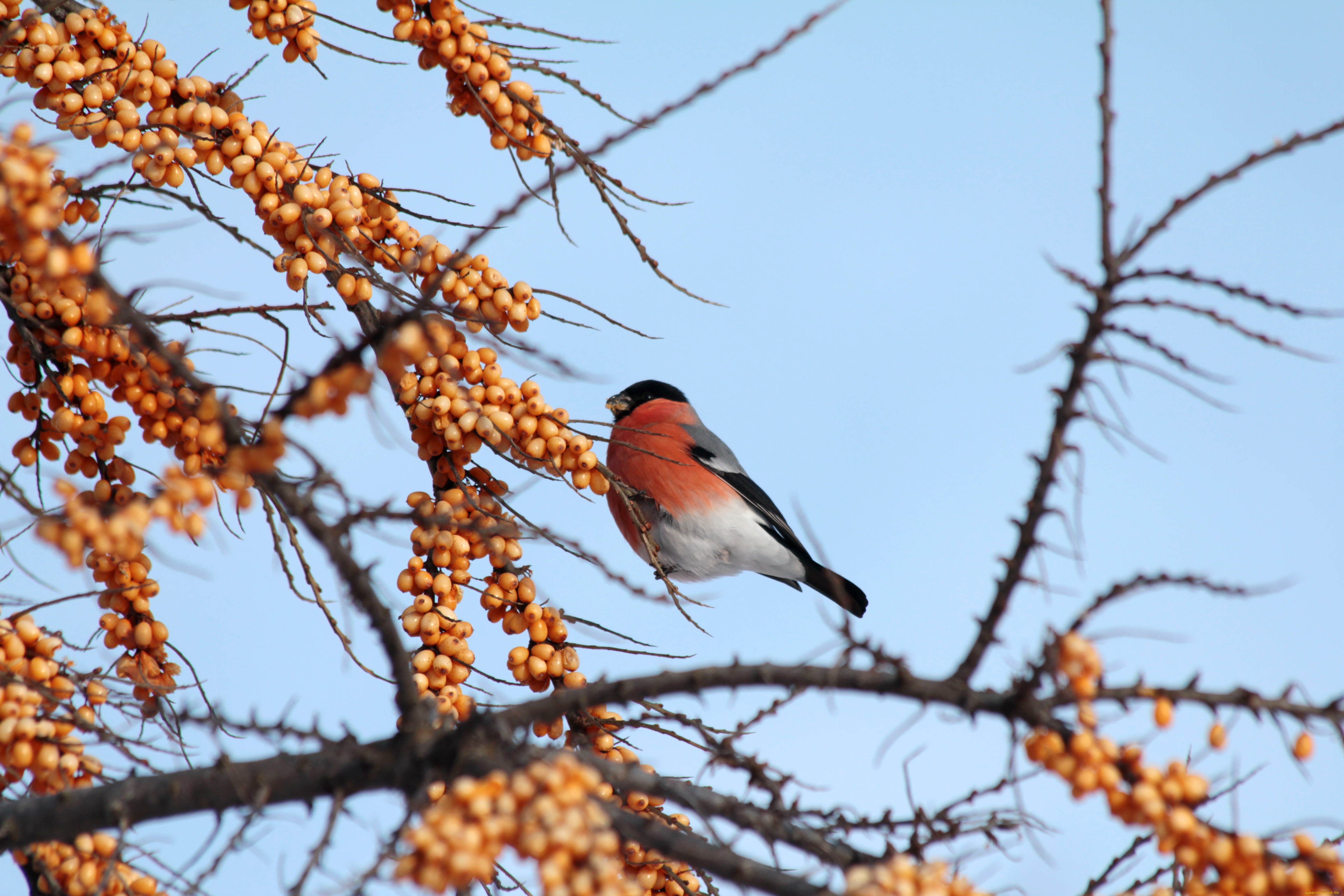 животные, снегири, снегирь, облепиха