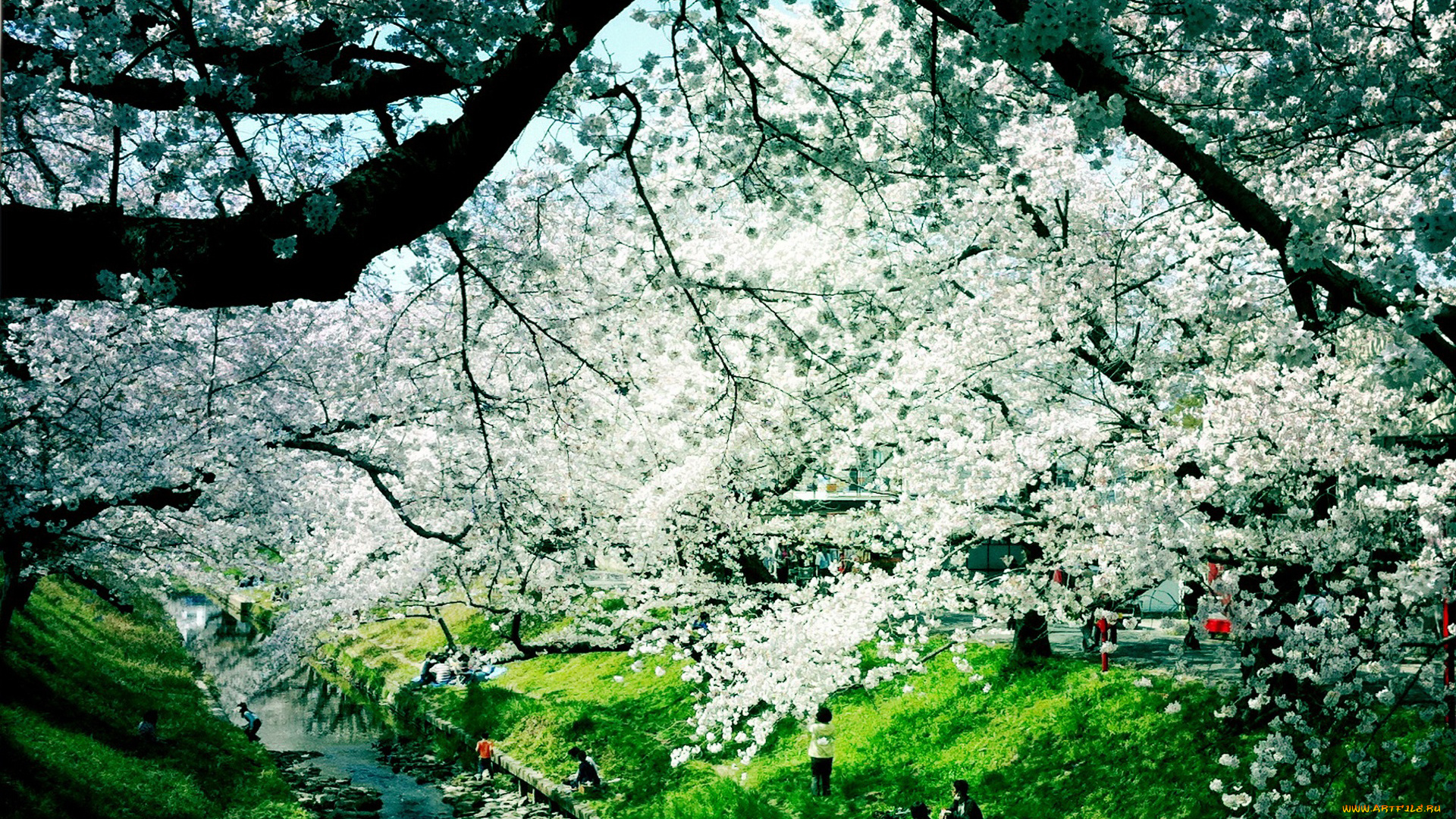 цветущее, дерево, рисованные, природа, трава, люди, канал