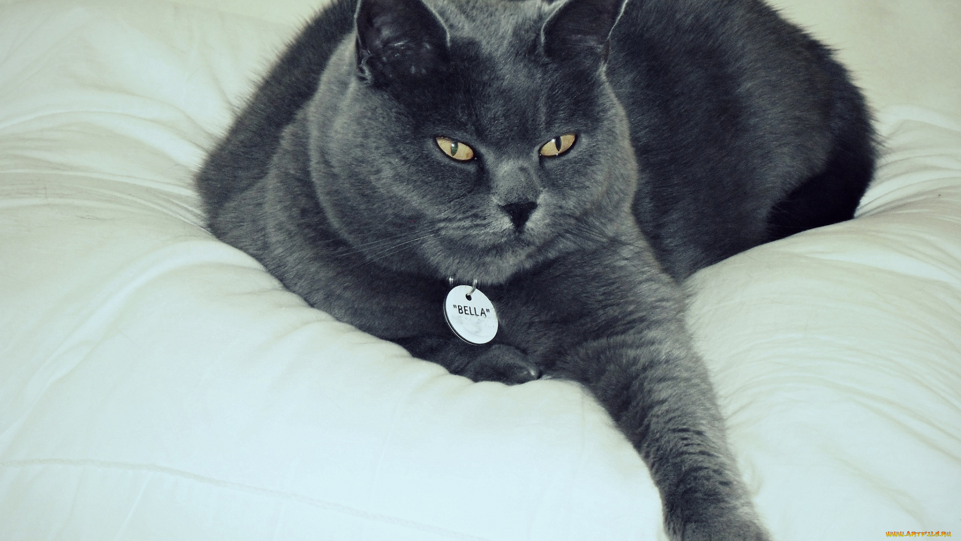 bella, животные, коты, благодушие, ошейник, кошара, кровать