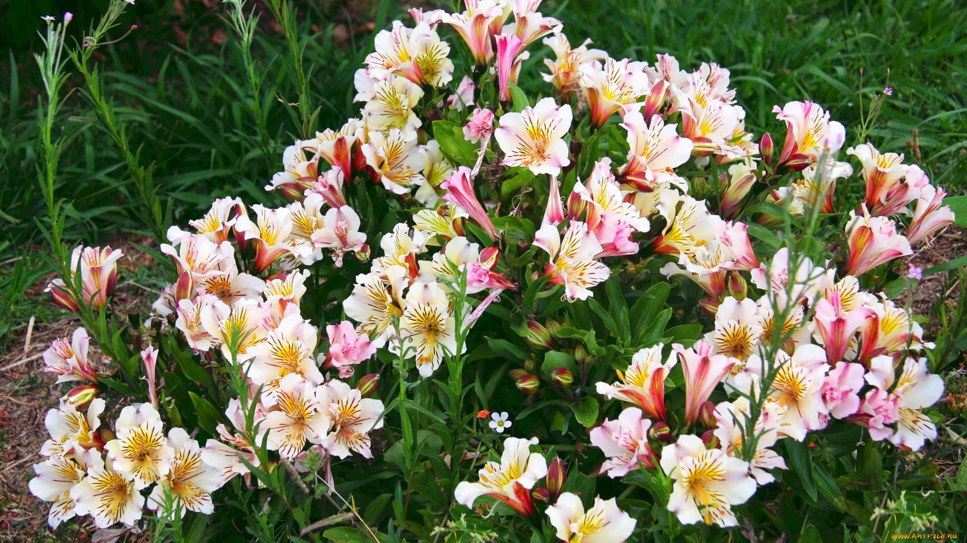 цветы, альстромерия, альстромерии, сад, трава