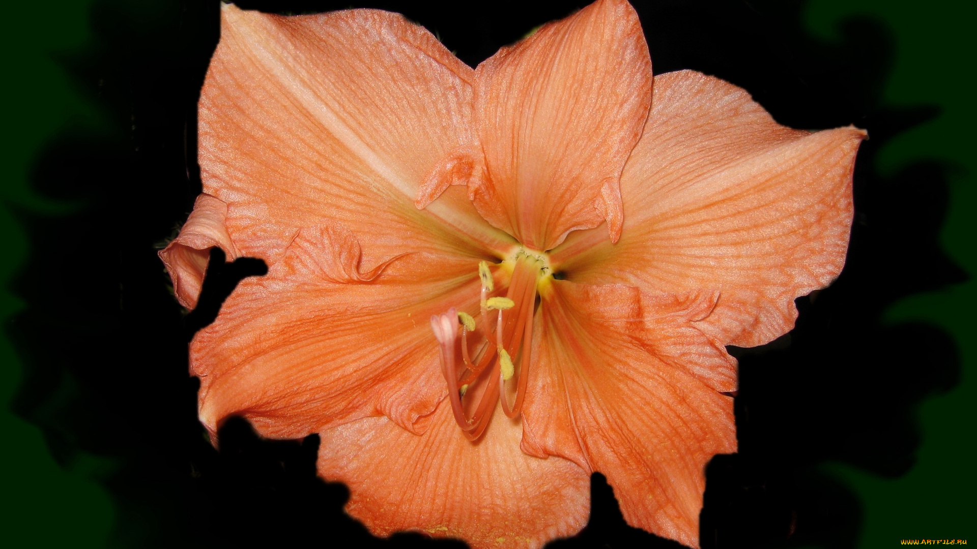 цветы, амариллисы, , гиппеаструмы, amaryllis, оранжевый, амариллис