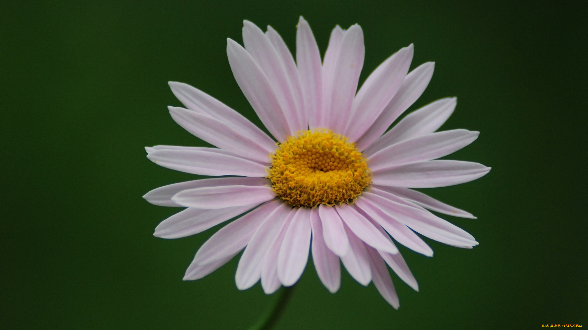 цветы, астры, лепестки, сиреневый, зелёный, фон