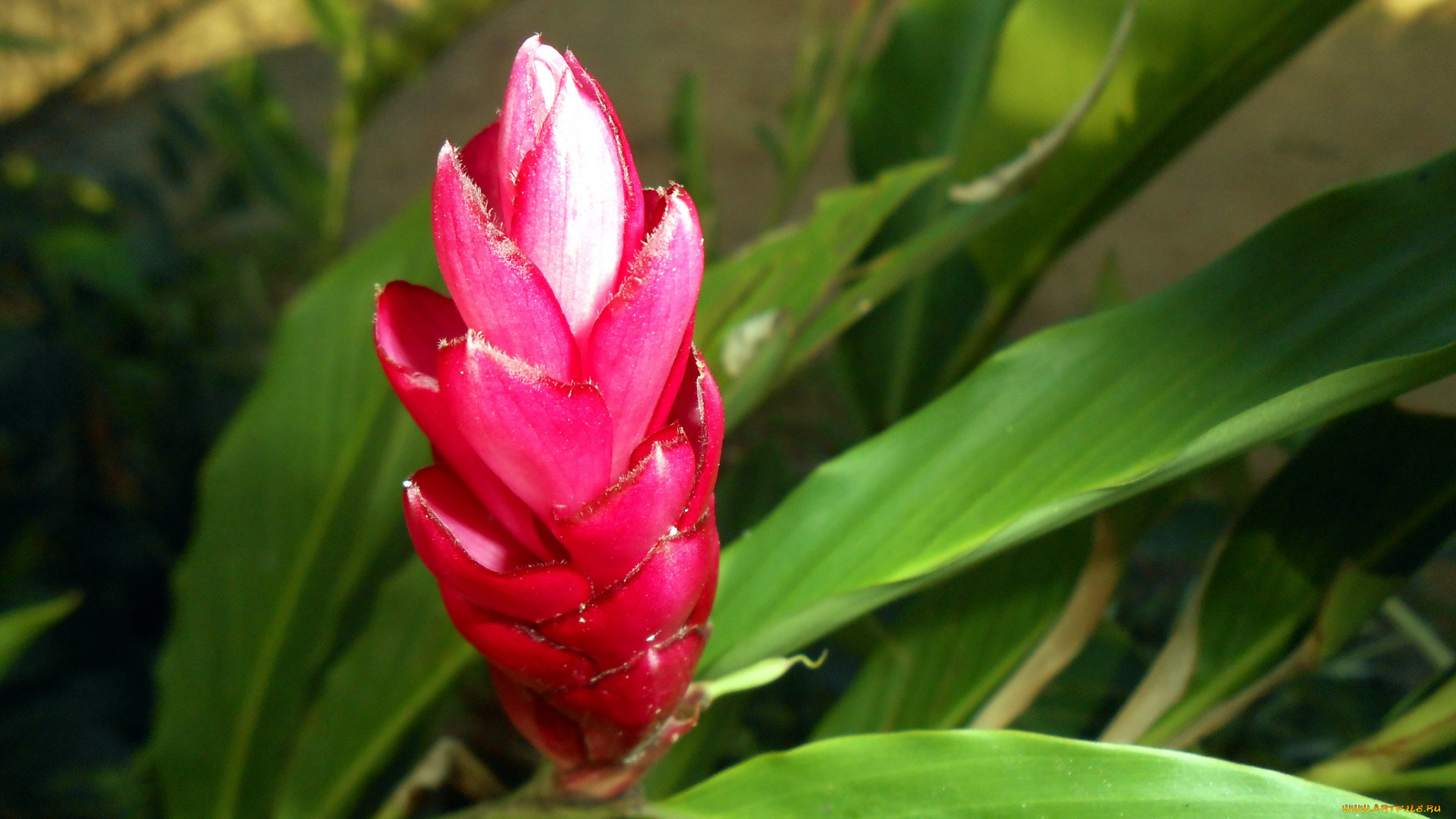 цветы, бутон