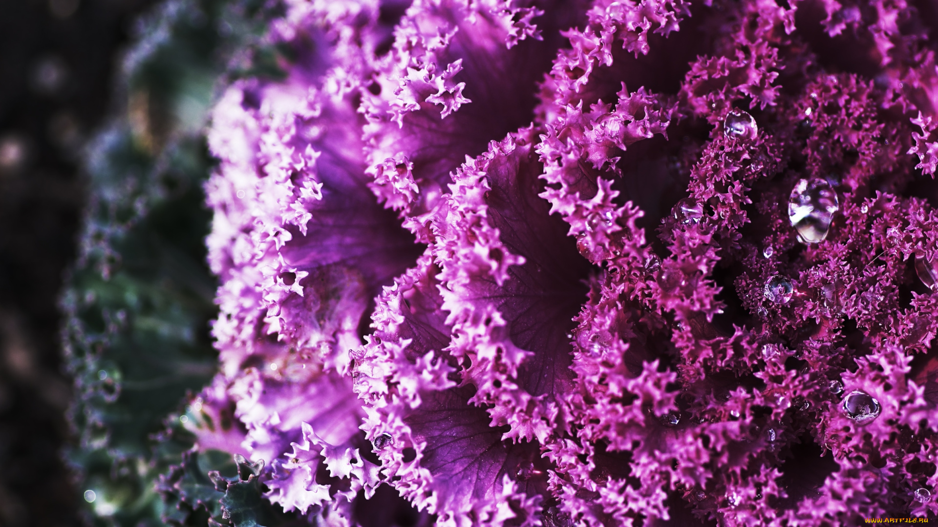 цветы, декоративная, капуста, макро