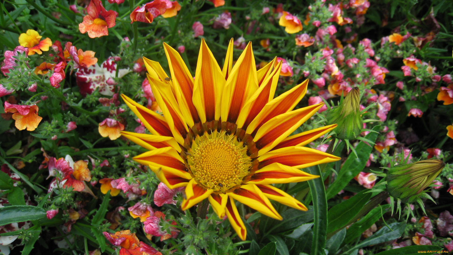 цветы, газания, алый