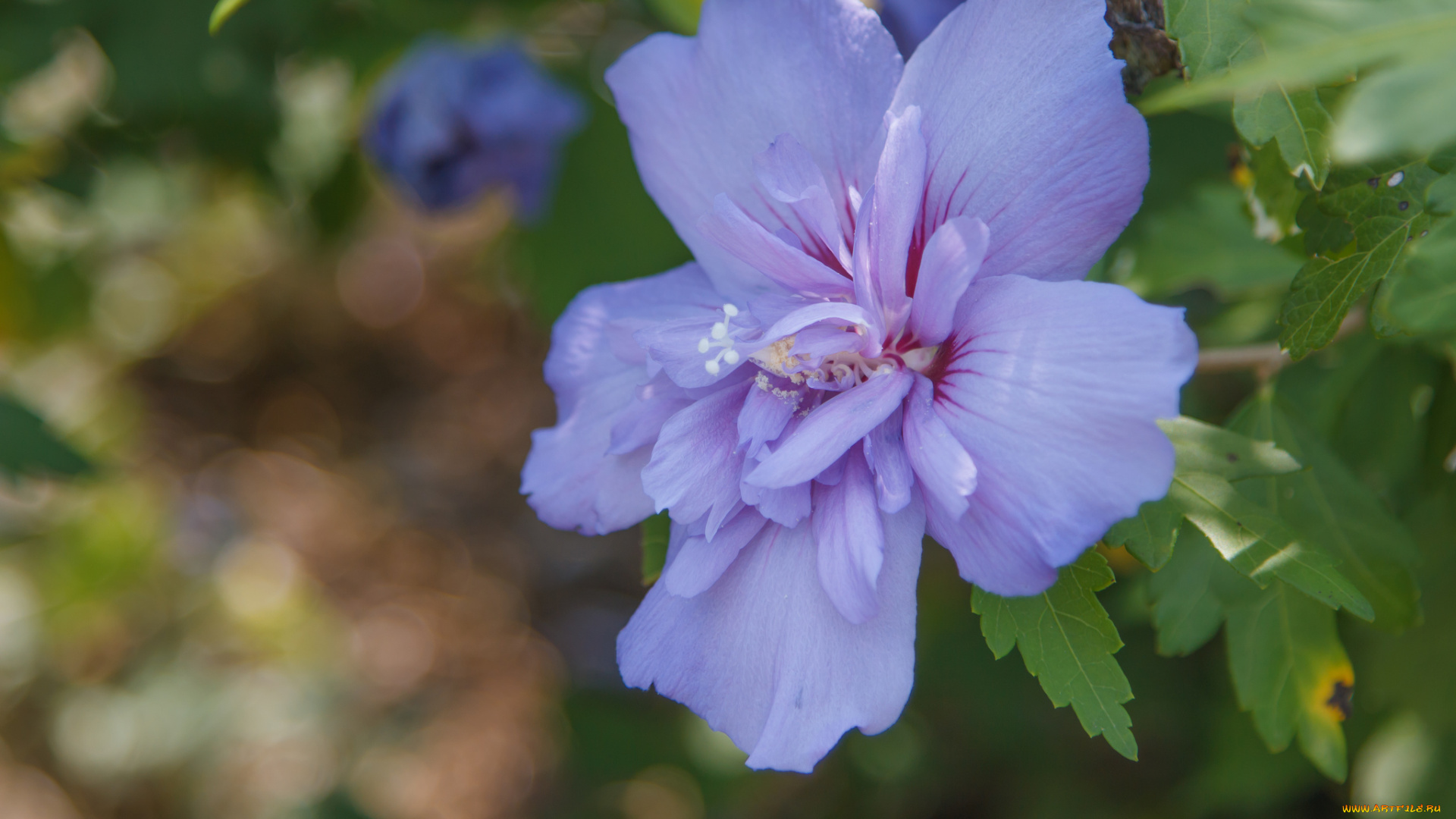 цветы, гибискусы, гибискус, сирийский