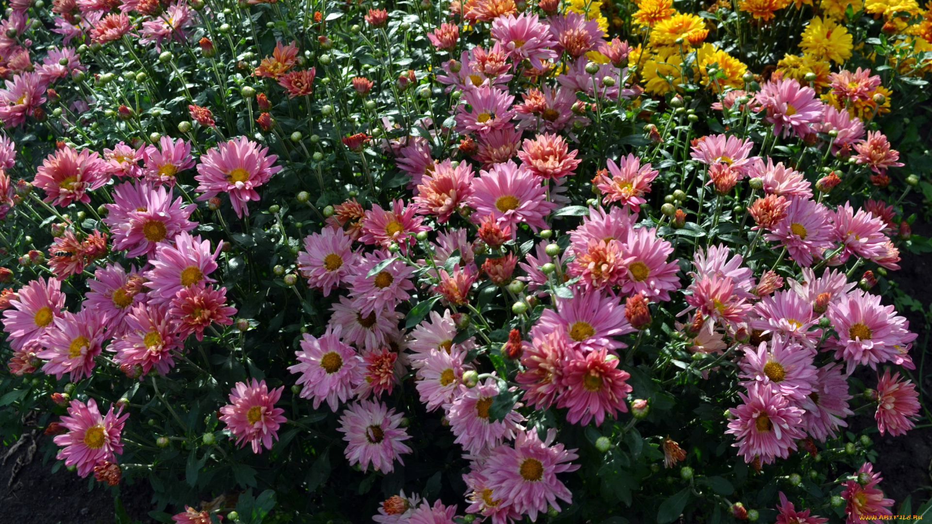 цветы, хризантемы, кусты, сад