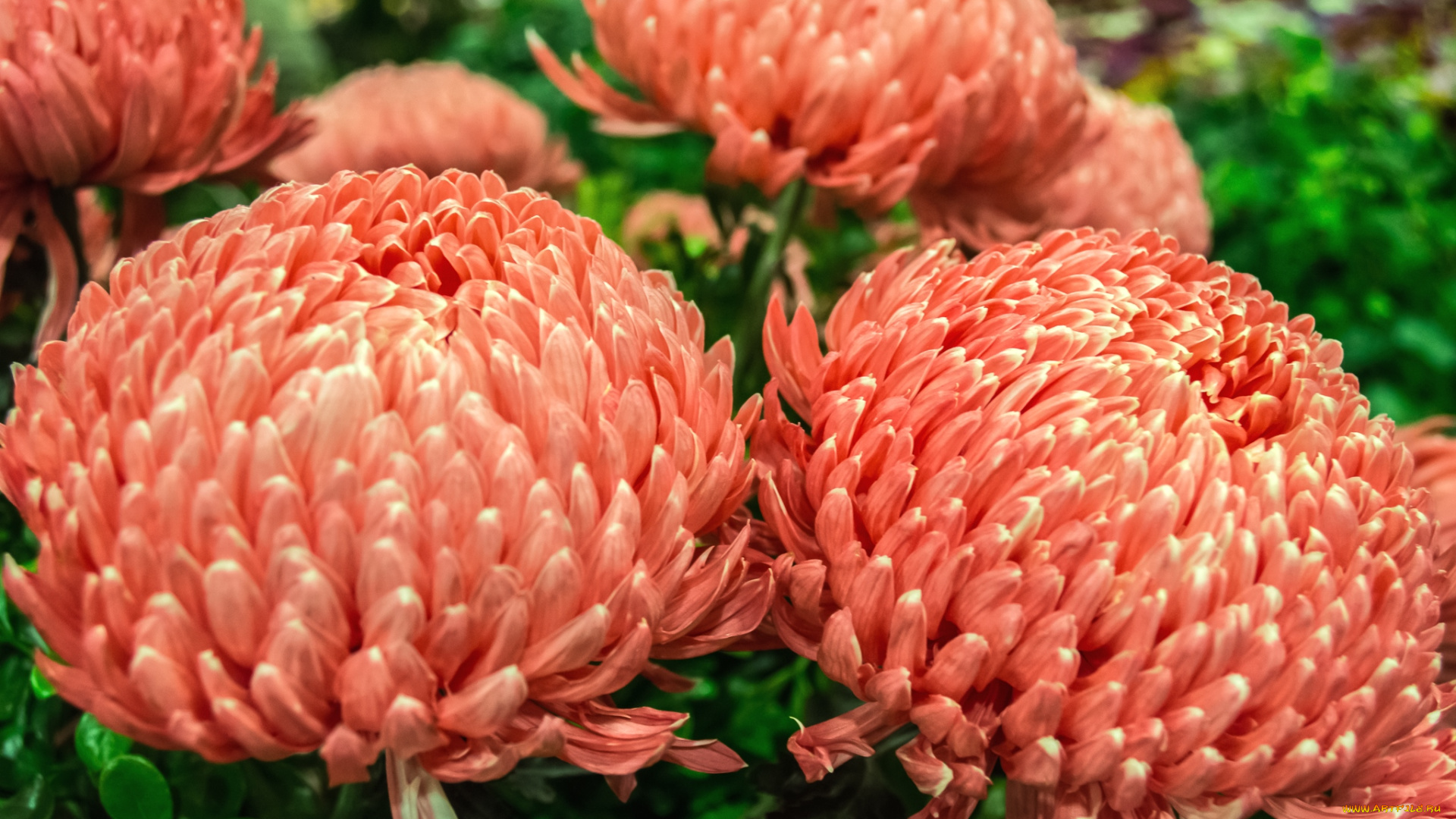 цветы, хризантемы, пышный