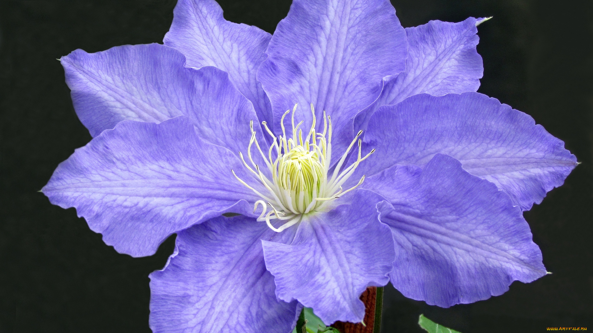 цветы, клематис, , ломонос, сиреневый