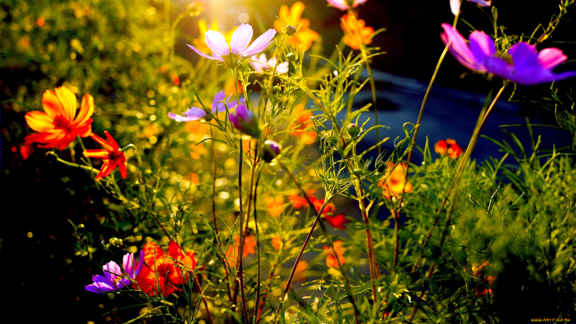 цветы, космея, закат, лучи