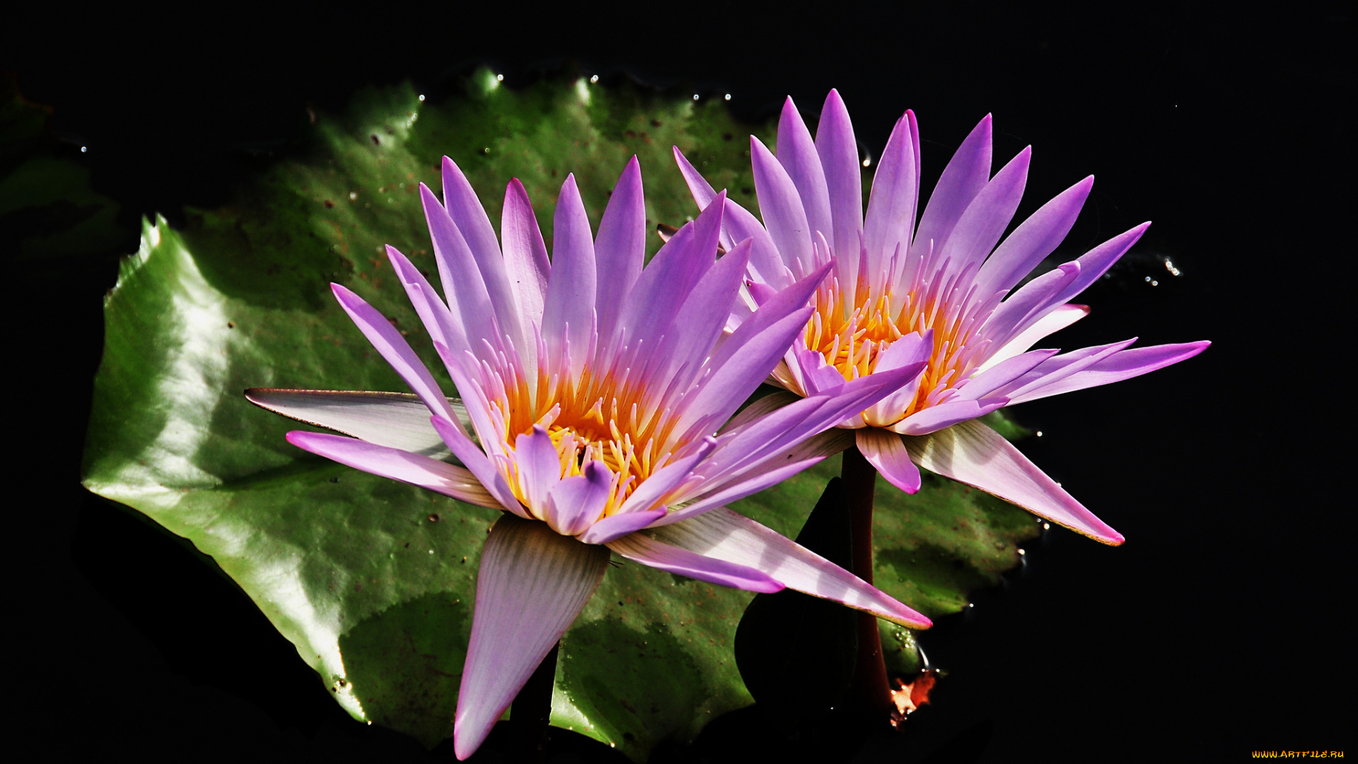 цветы, лилии, водяные, , нимфеи, , кувшинки, лилии, листья, вода