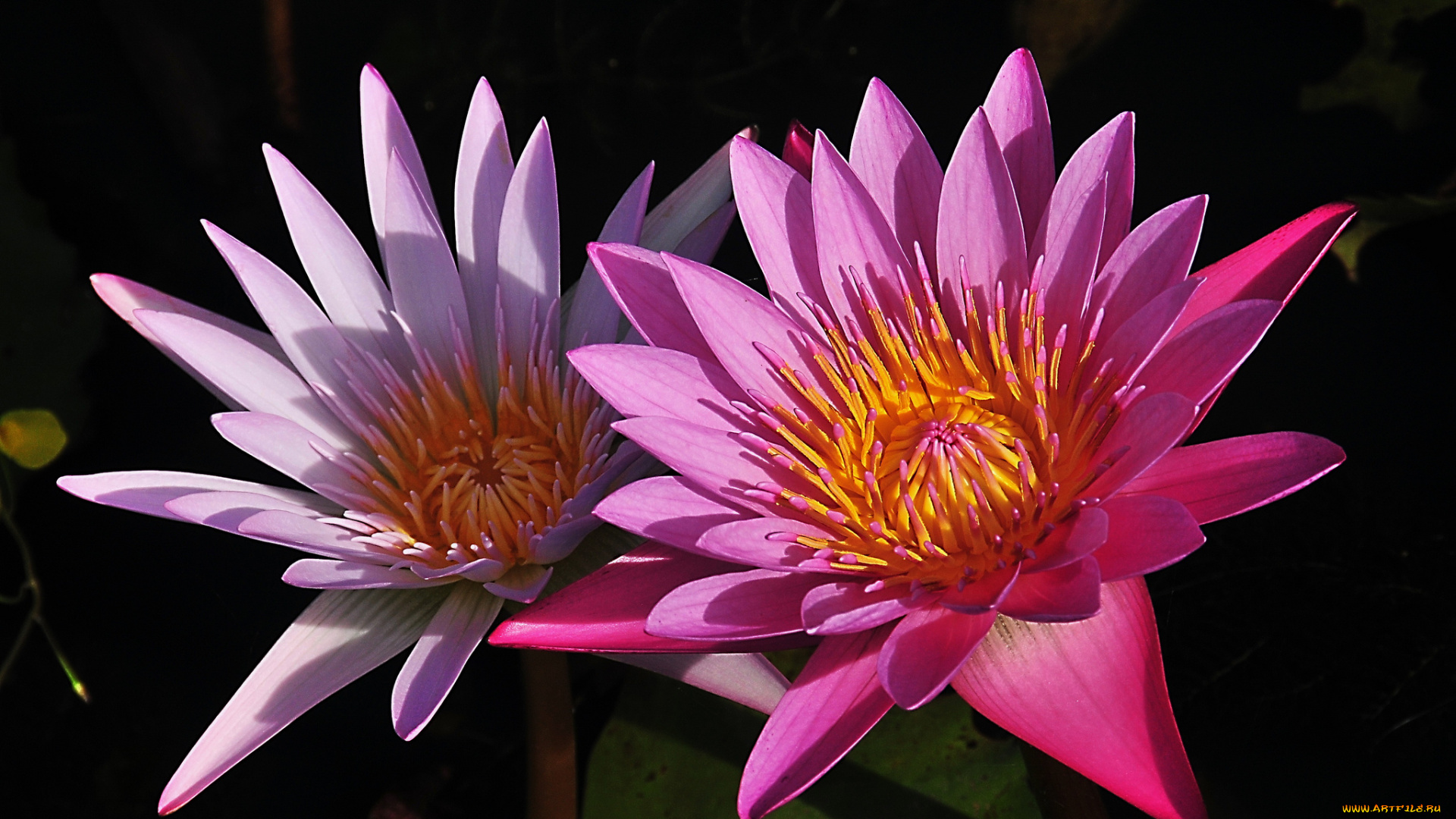 цветы, лилии, водяные, , нимфеи, , кувшинки, листья, лилии