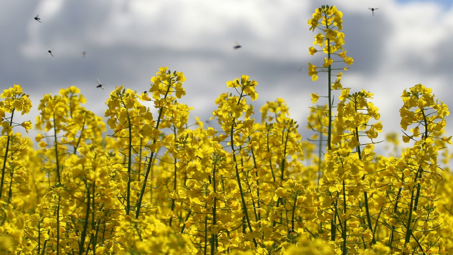цветы, луговые, , полевые, , цветы, небо, много, жёлтые, мелкие