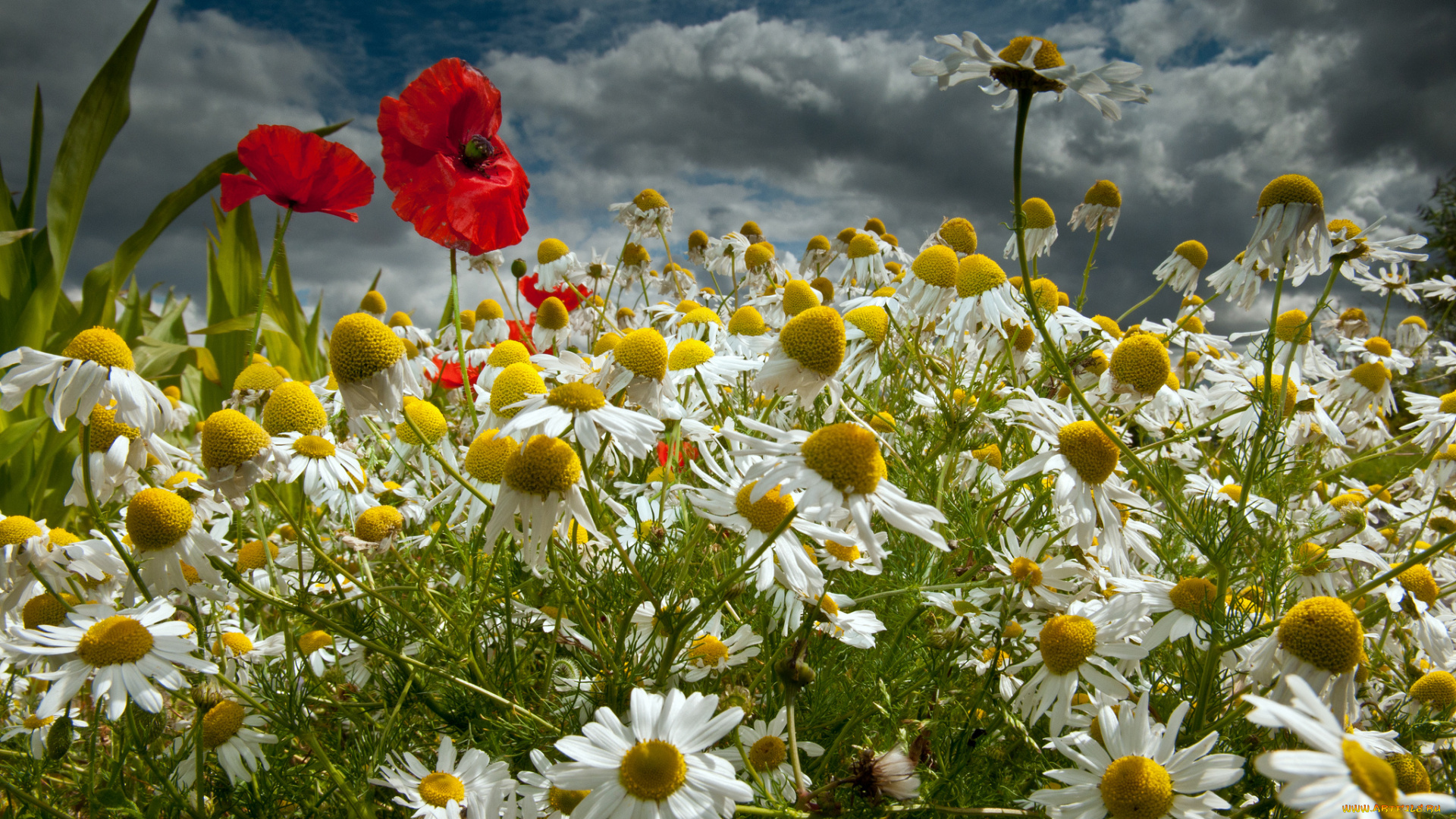 цветы, луговые, , полевые, , цветы, ромашки, маки, луг