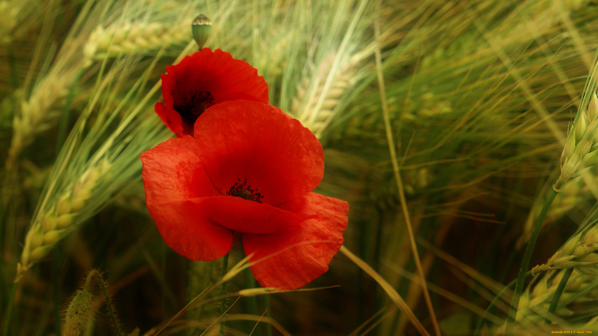 цветы, маки, красный, мак, колосья, зелень, поле