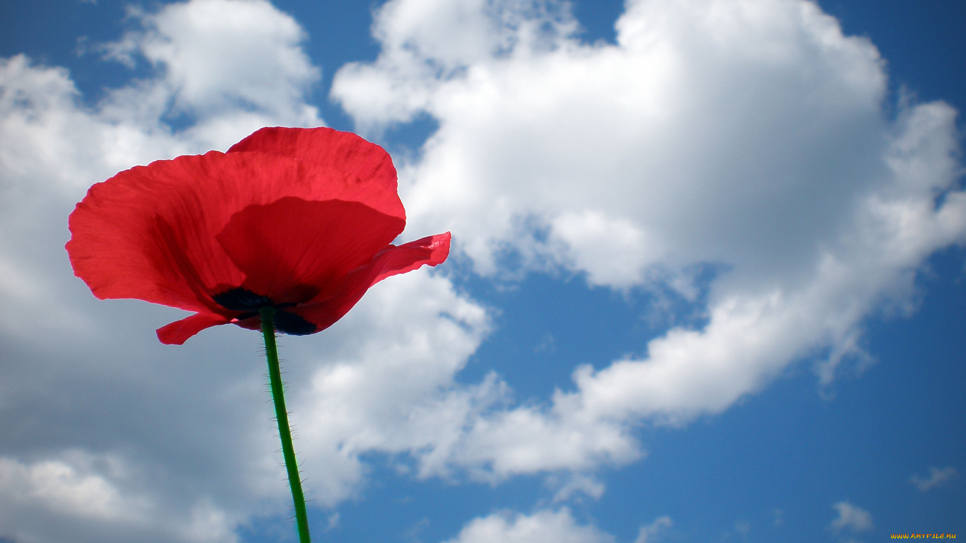 цветы, маки, красный, мак, небо, синива, облака