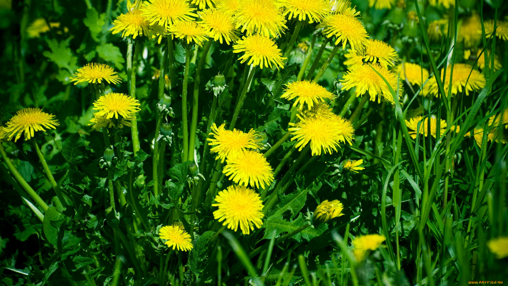 цветы, одуванчики, зелень, трава, жёлтые