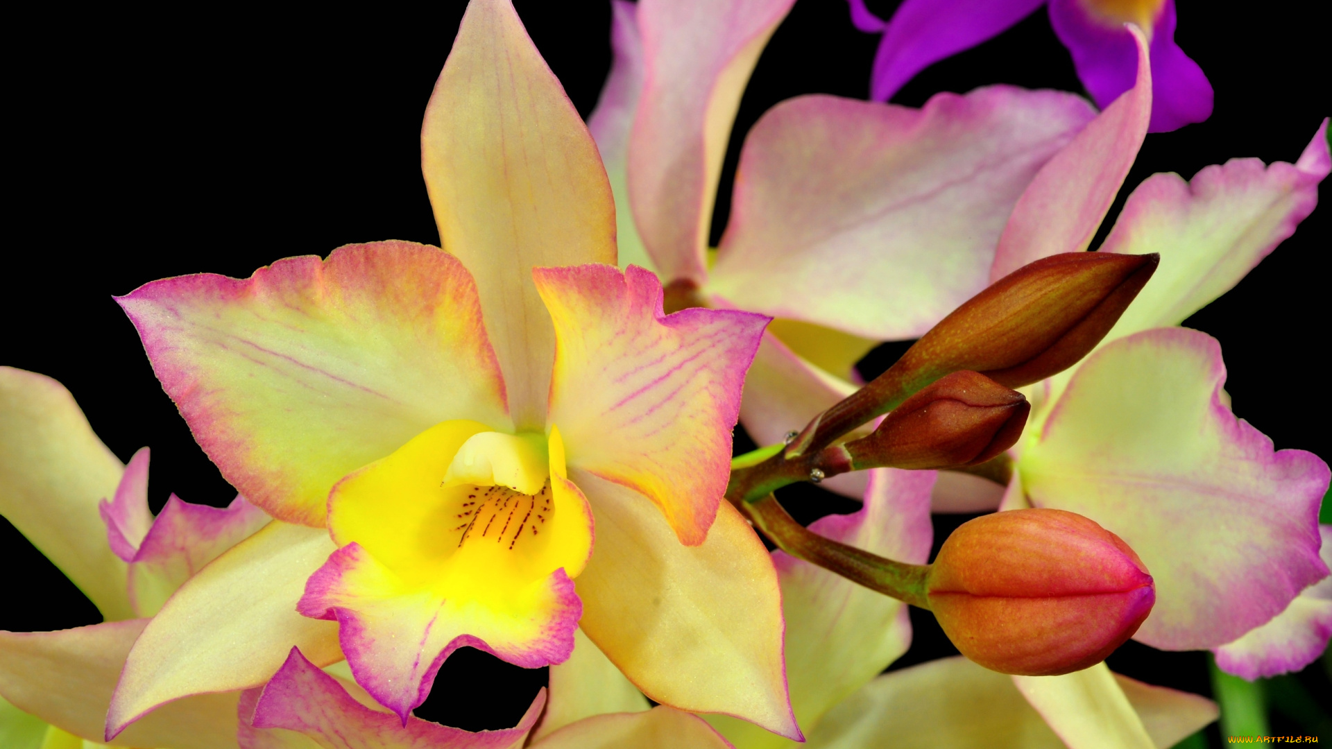 цветы, орхидеи, экзотика