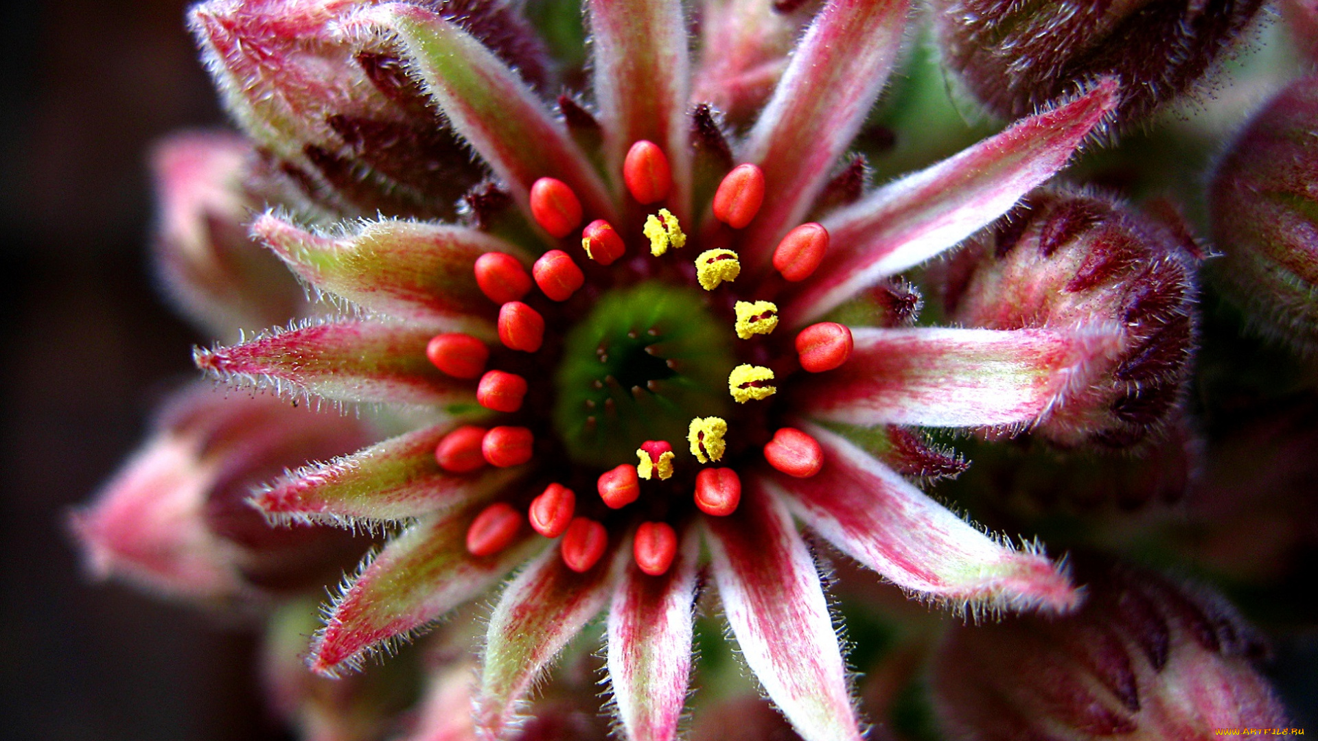 цветы, остроконечный, пестик, тычинки