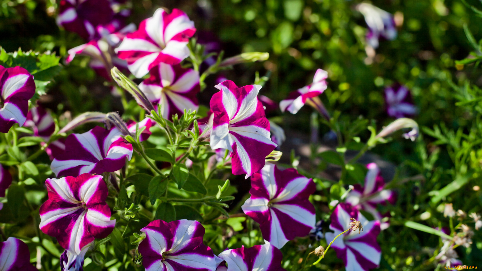 цветы, петунии, , калибрахоа, белые, фиолетовые, питунии
