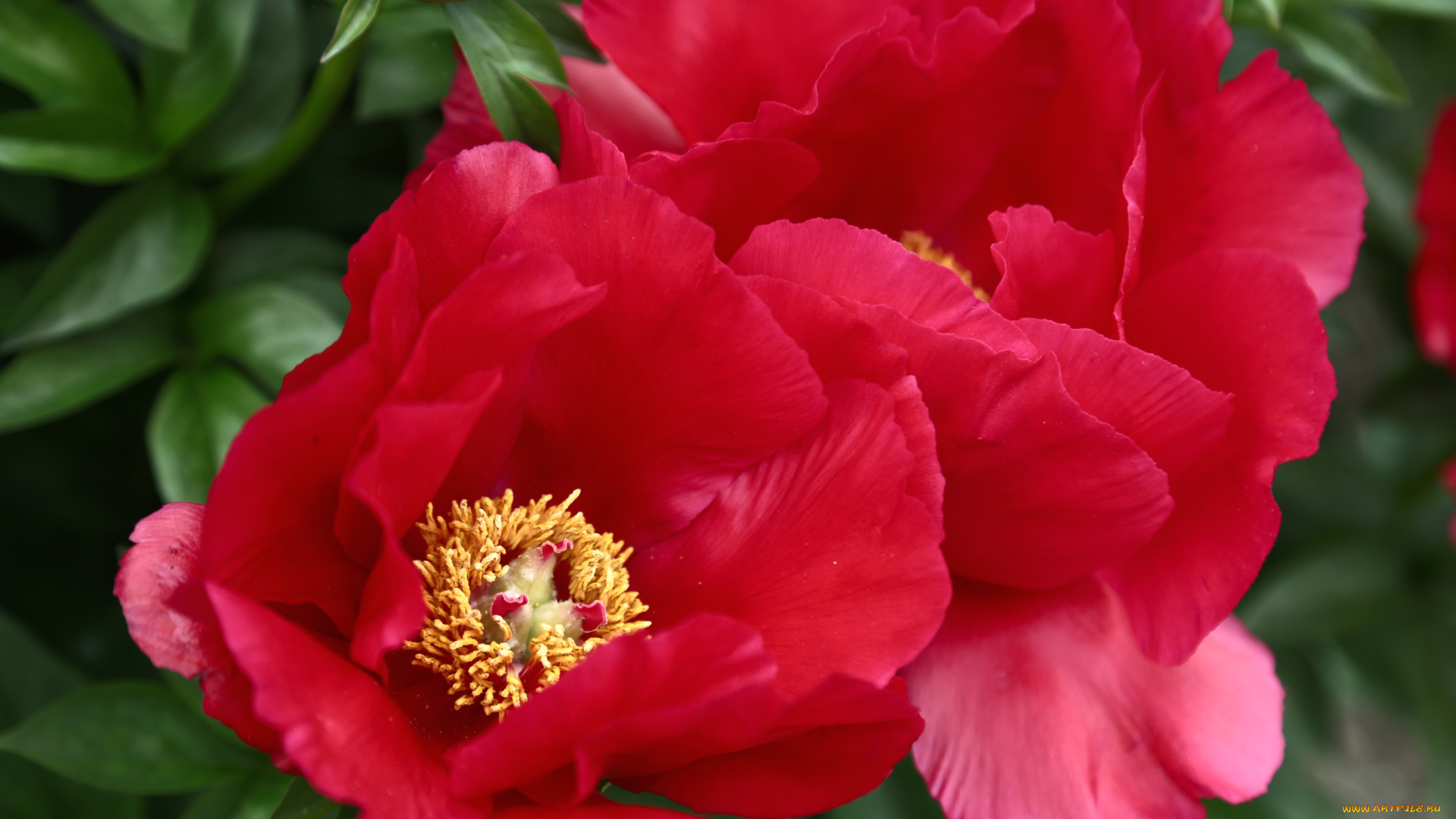 цветы, пионы, красный