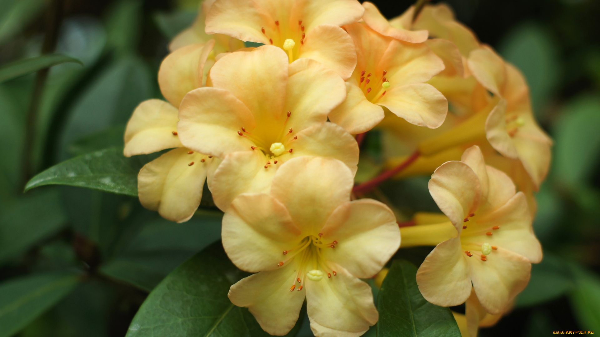 цветы, рододендроны, , азалии, желтый