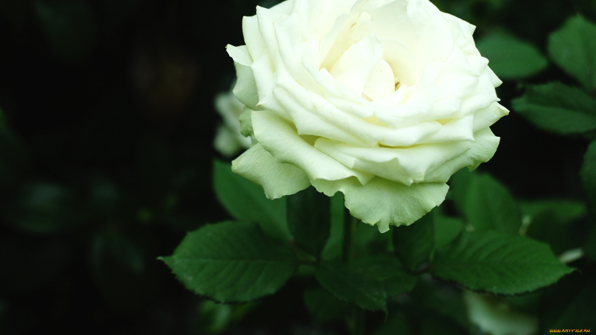 цветы, розы, белый