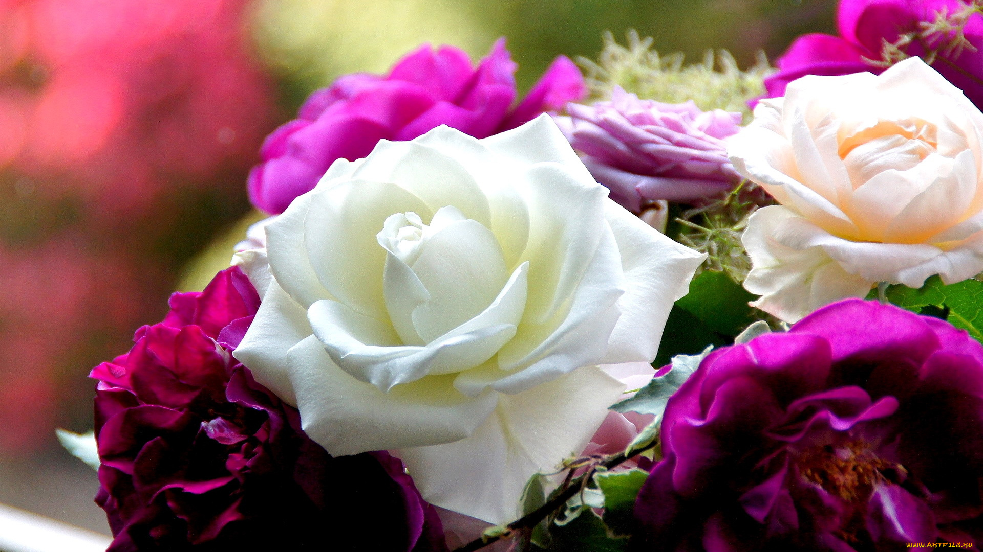 цветы, розы, лепестки