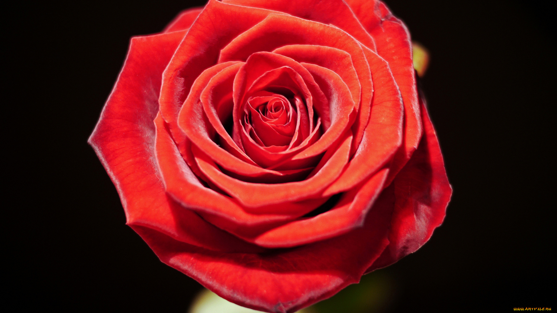 цветы, розы, роза, макро, бутон