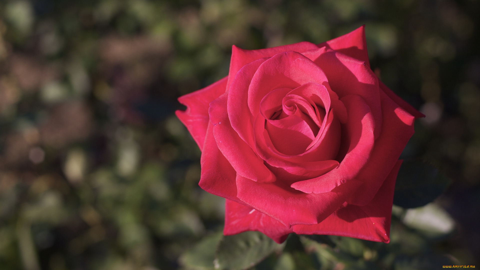 цветы, розы, роза, макро, бутон