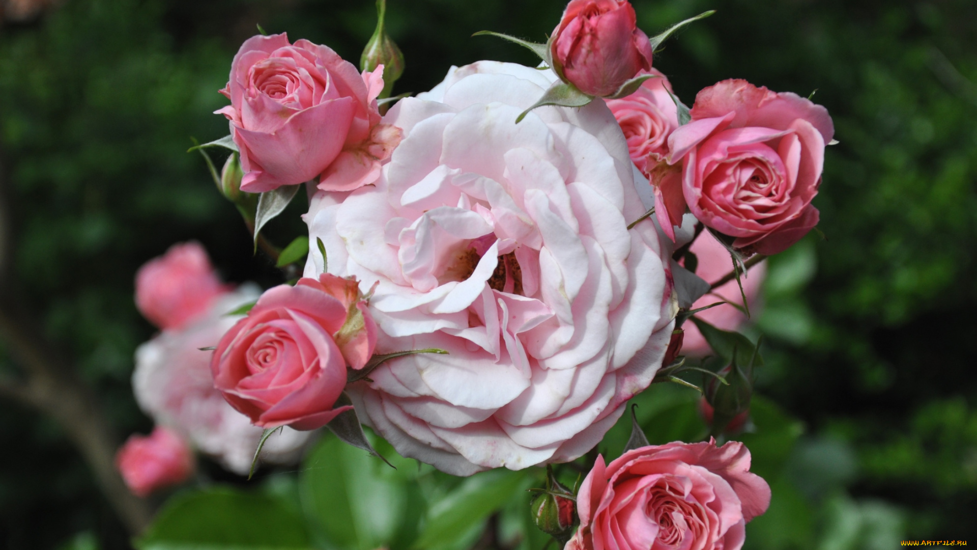 цветы, розы, розовый