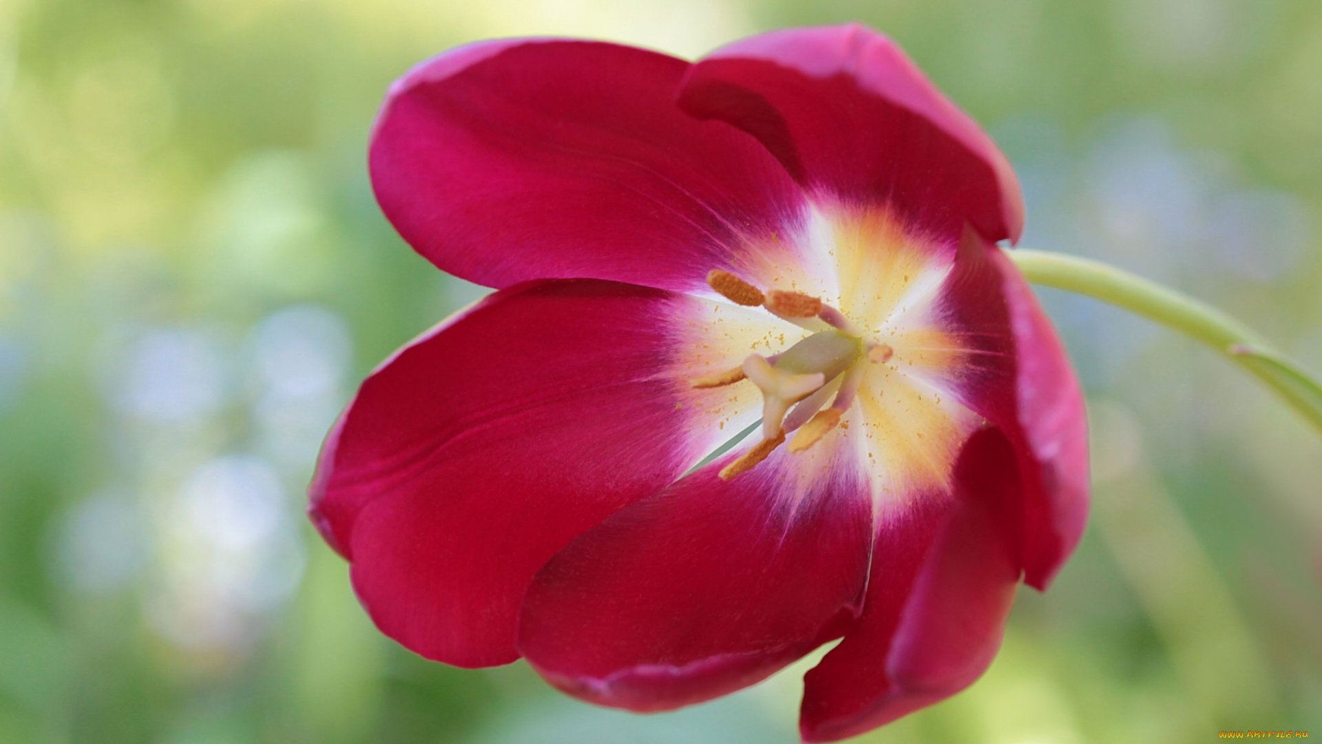 цветы, тюльпаны, макро, лепестки, тюльпан