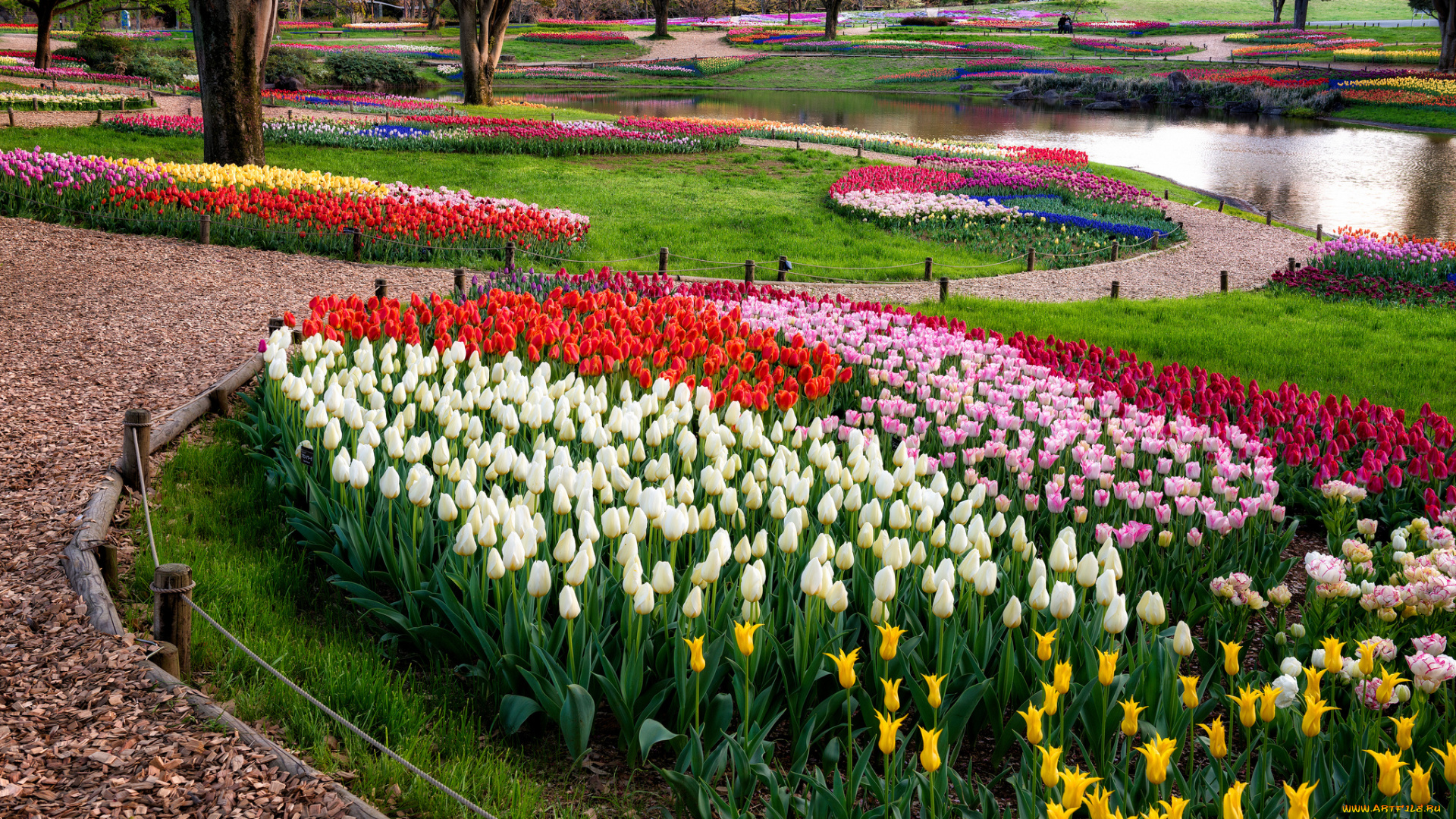 цветы, тюльпаны, парк, дорожки, ручей, клумбы