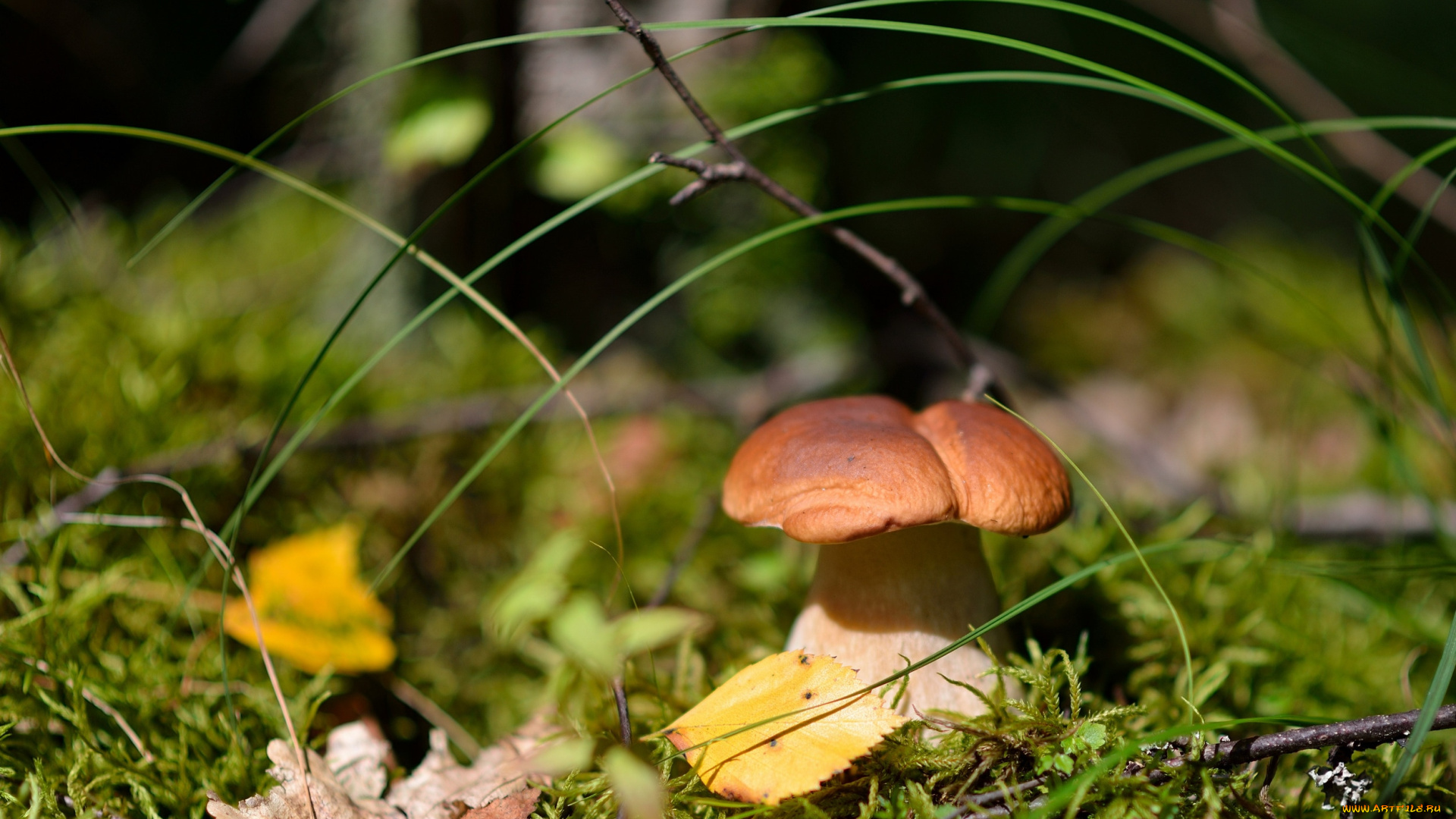 природа, грибы, трава, боровик