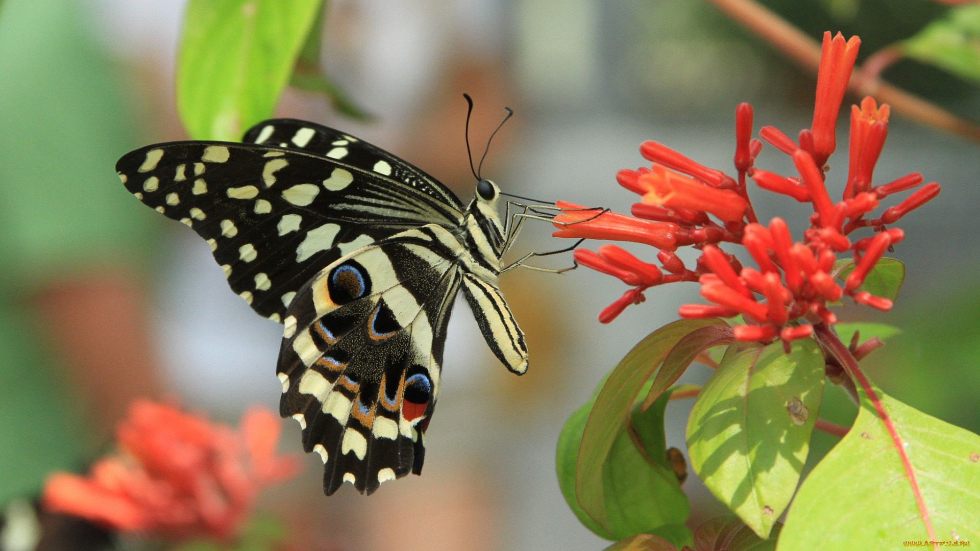 животные, бабочки, цветок, бабочка