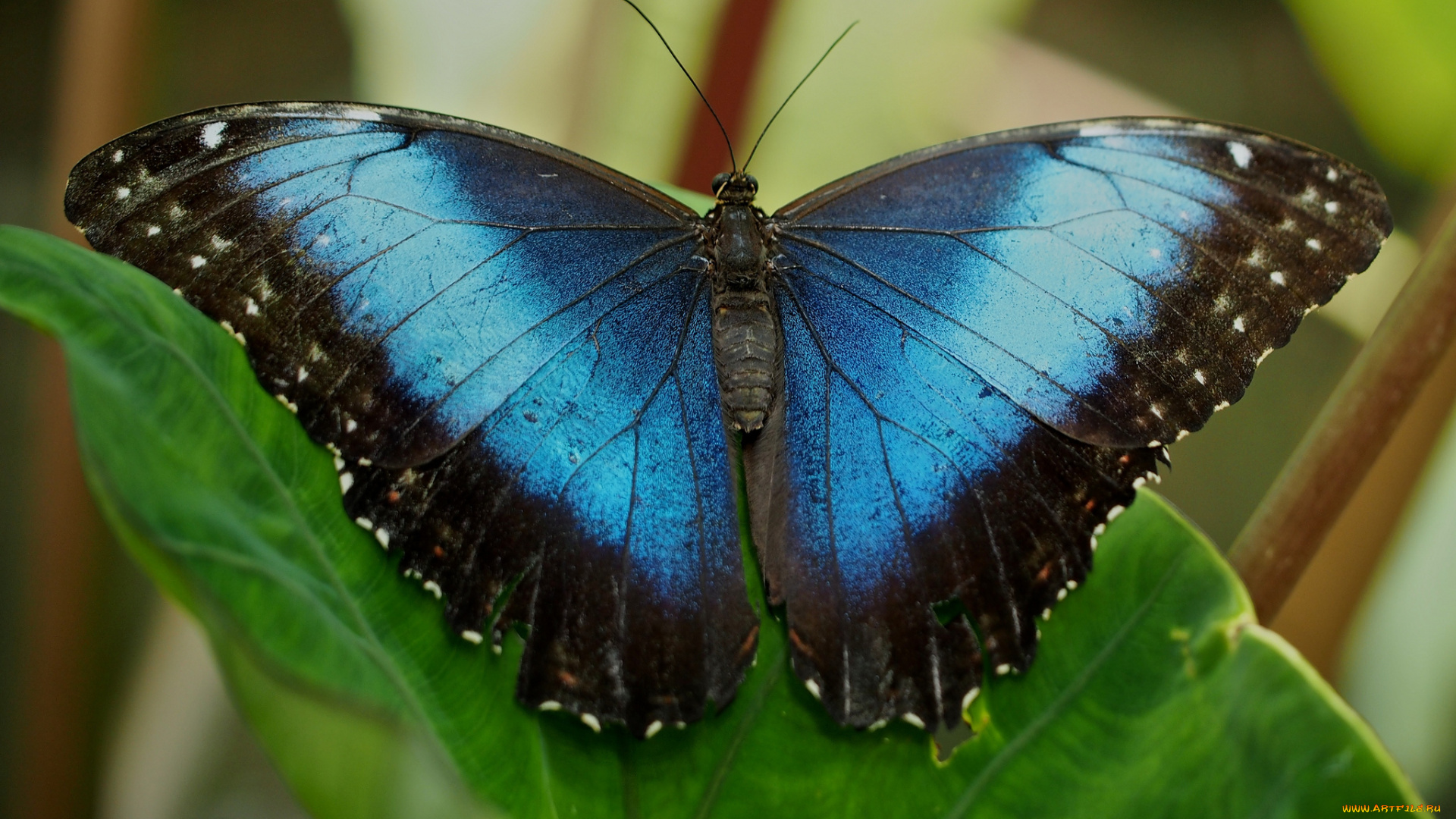 животные, бабочки, крылья, бабочка