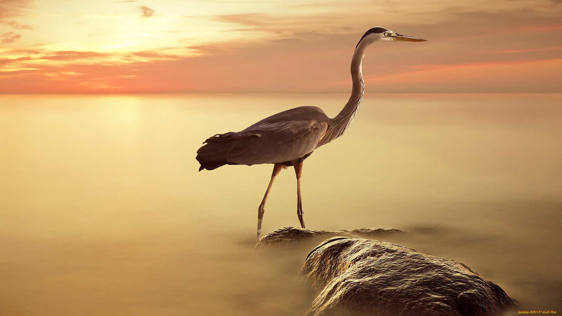 животные, цапли, камень, утро