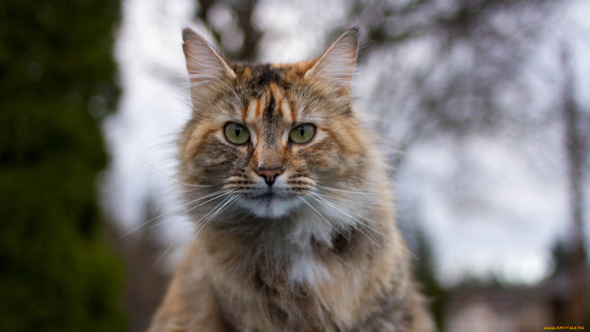 животные, коты, фон, взгляд