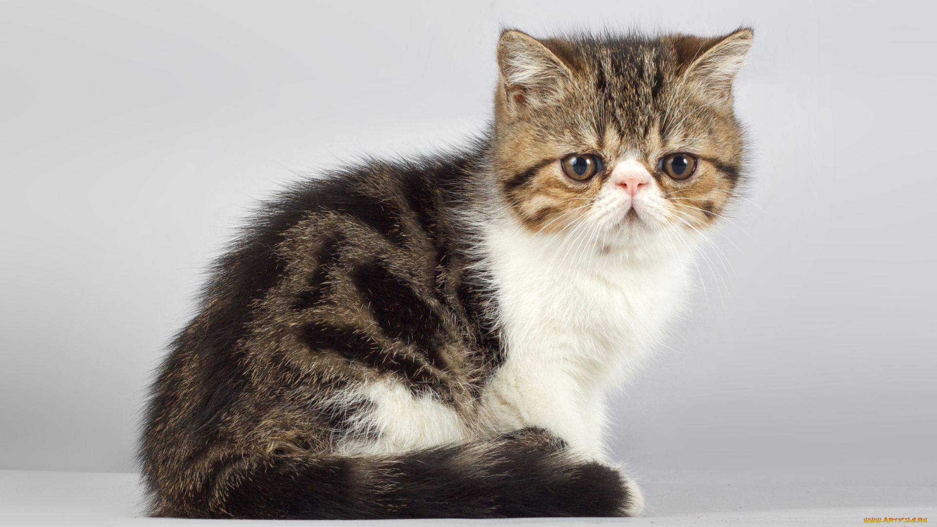 животные, коты, котик