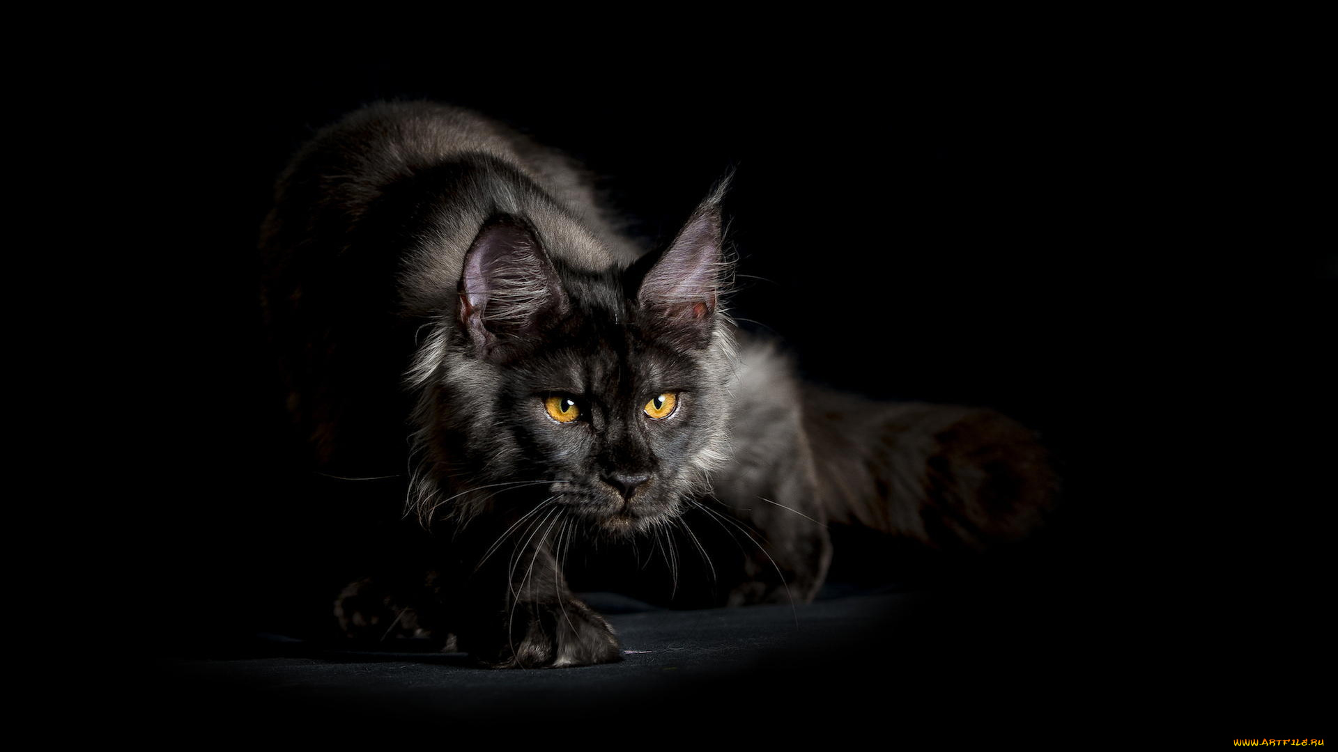 животные, коты, охота