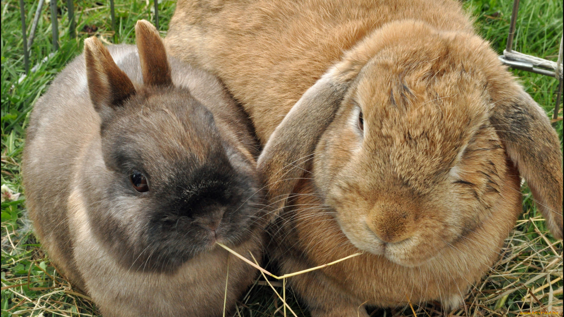 животные, кролики, , зайцы, кролика, два