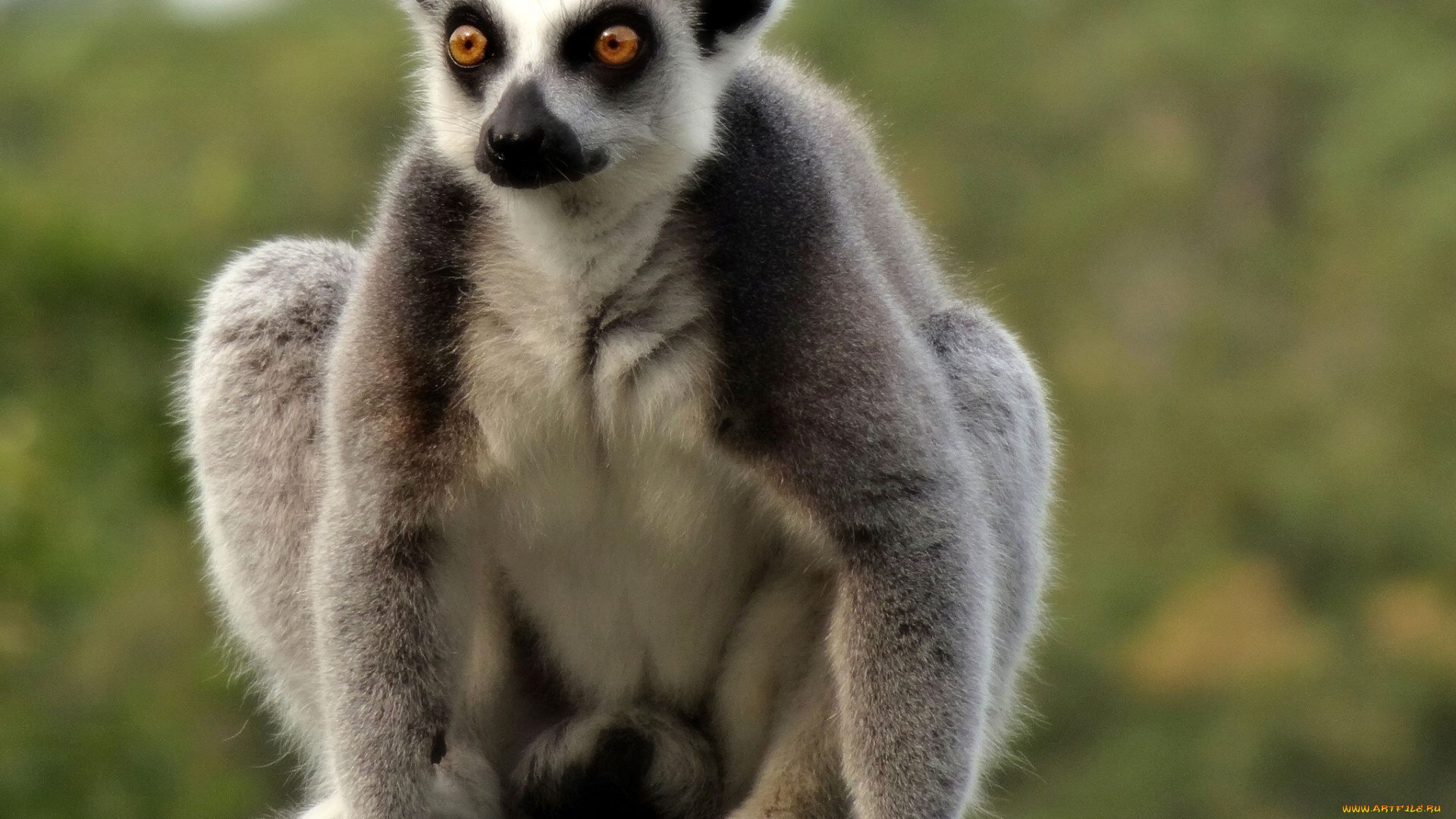 животные, лемуры, катта, кольцехвостый, лемур, кошачий