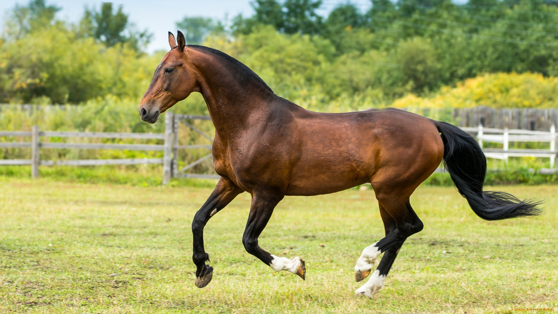 животные, лошади, гнедой
