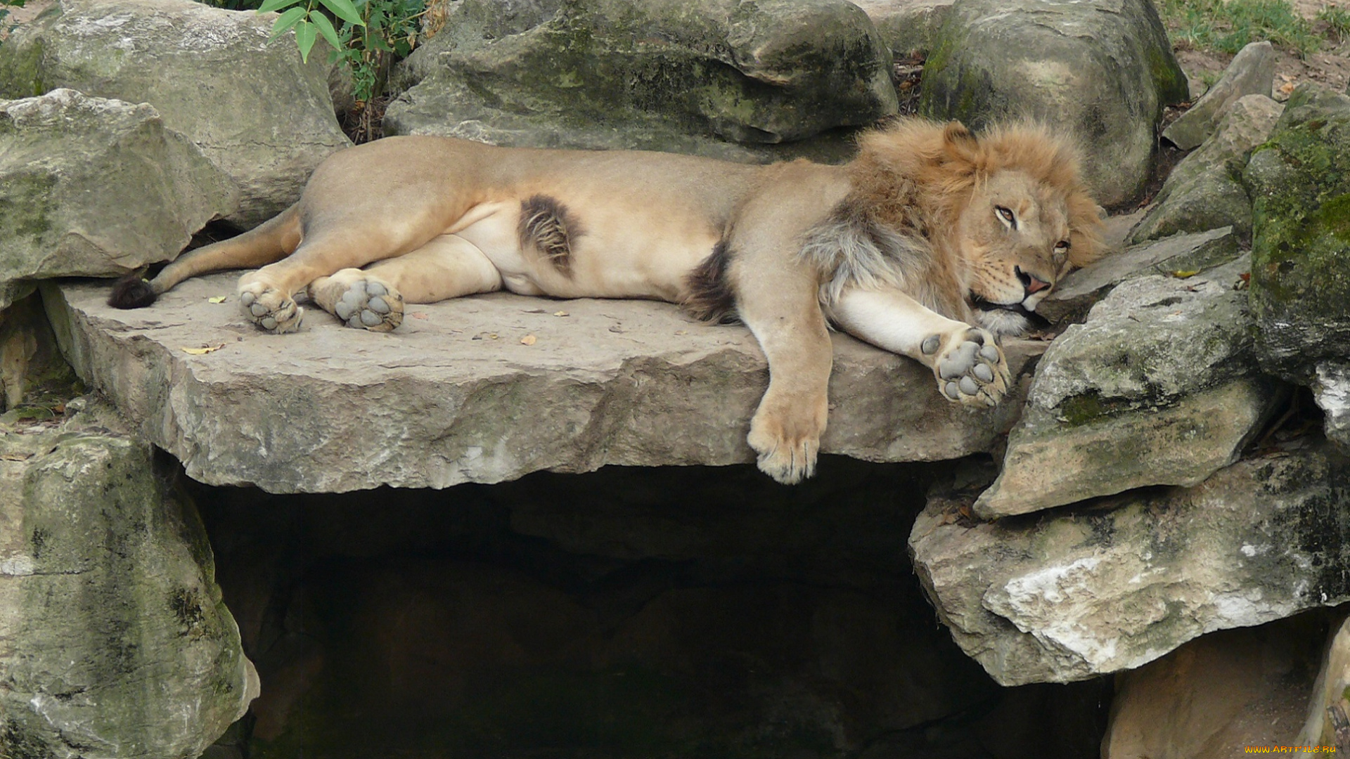 животные, львы, лежит, лев, строение, камни, зверь, отдых