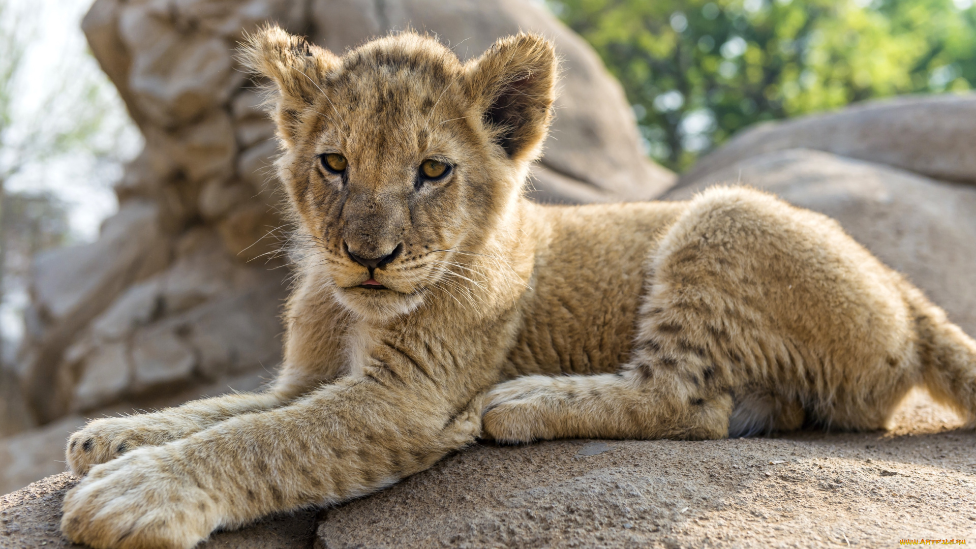 животные, львы, львенок