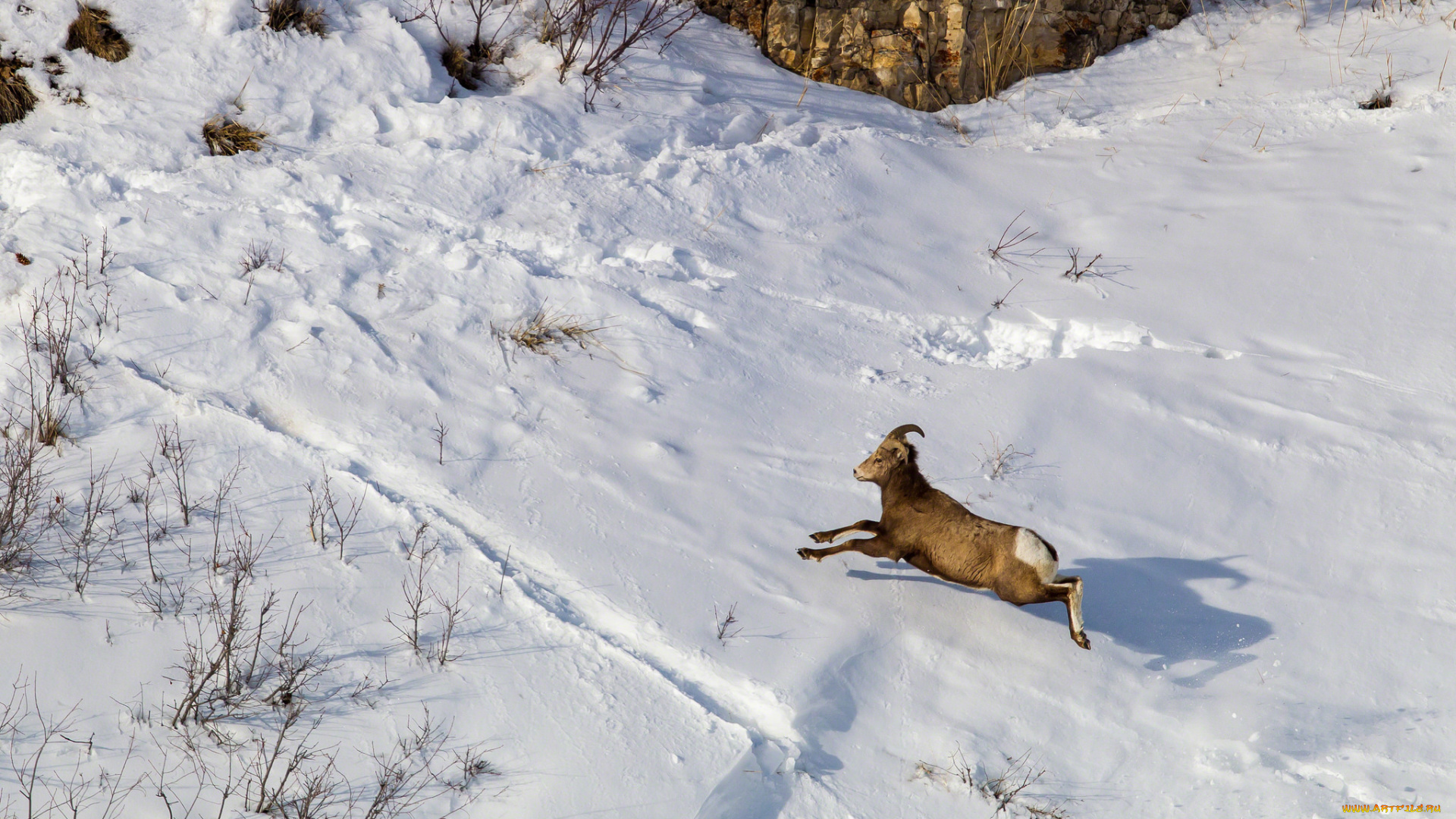 животные, овцы, , бараны, снег