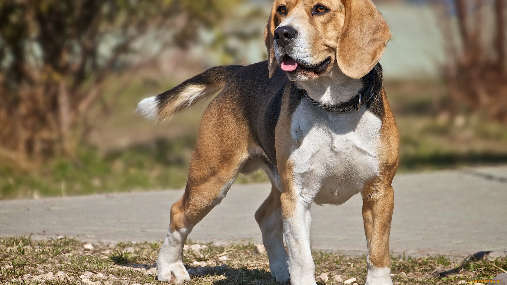 животные, собаки, бигль